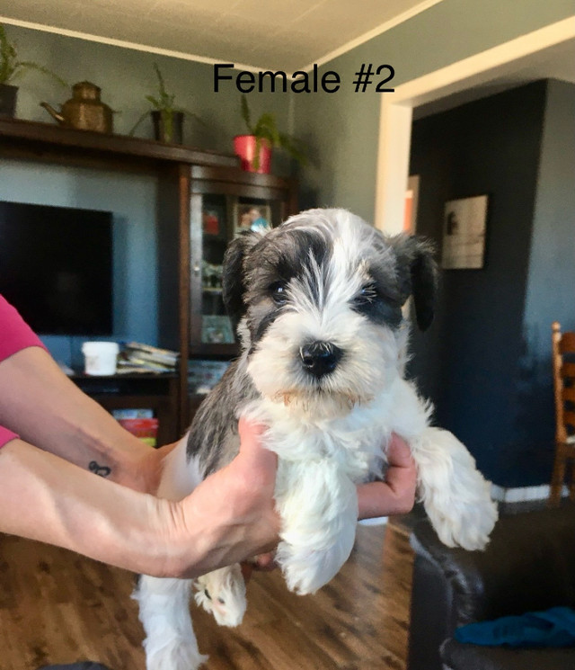Pure Miniature Schnauzer Puppies in Dogs & Puppies for Rehoming in North Bay - Image 2