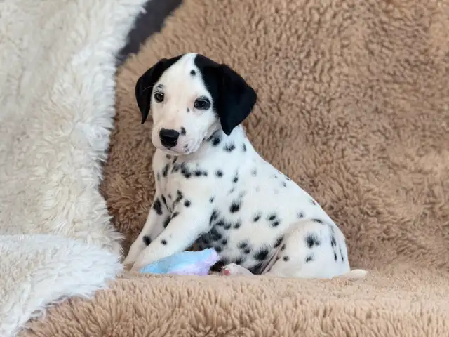 Dalmatian Puppies Ready Now ❤️ in Dogs & Puppies for Rehoming in North Shore - Image 4