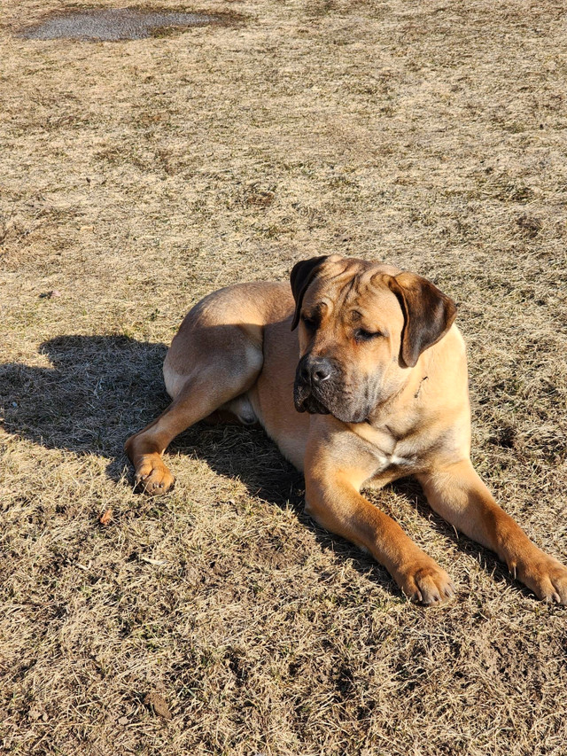 Cane corso pups Dogs & Puppies for Rehoming Ottawa Kijiji