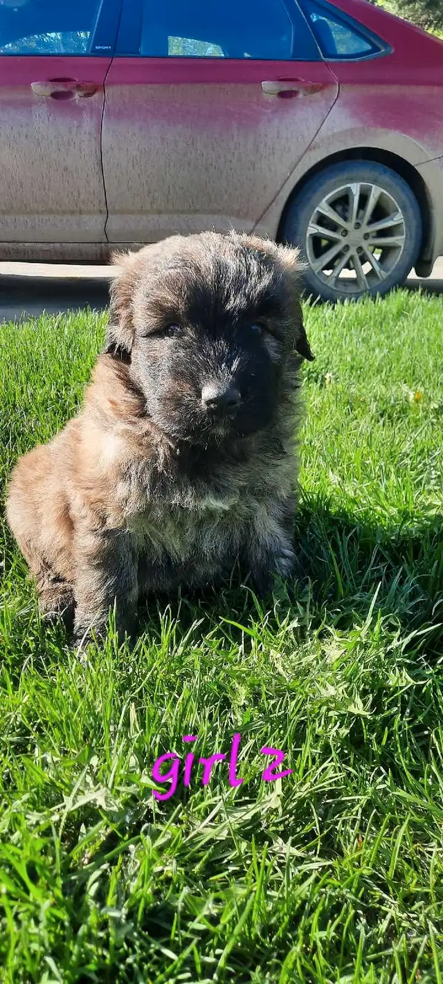 Beautiful 100% purebred bouviers in Dogs & Puppies for Rehoming in Red Deer - Image 5