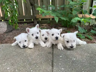 Westie puppies ready to new home , View more