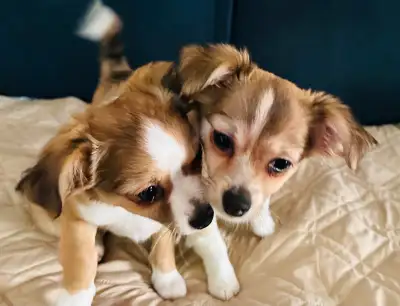 2 pups Together breeds love forever Born on March 17. No shots or Deworming Girl pic 5 & 9. Curious...