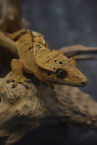 Crested Gecko 