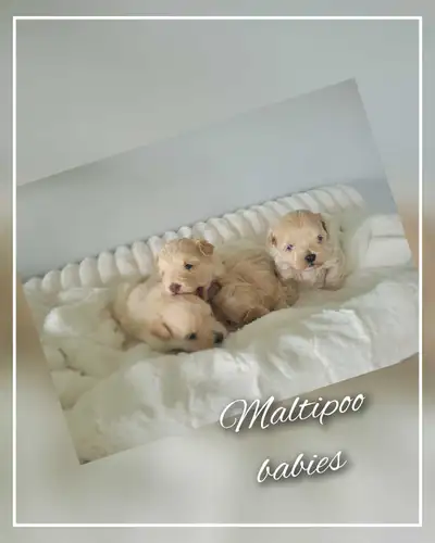 @Maltipoo puppies, View more
