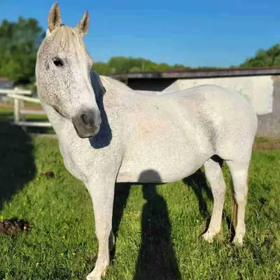 Gentle Family Horse – 18 yo Grade Quarter Horse Mare, View more