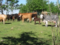 15 Cows with Calves