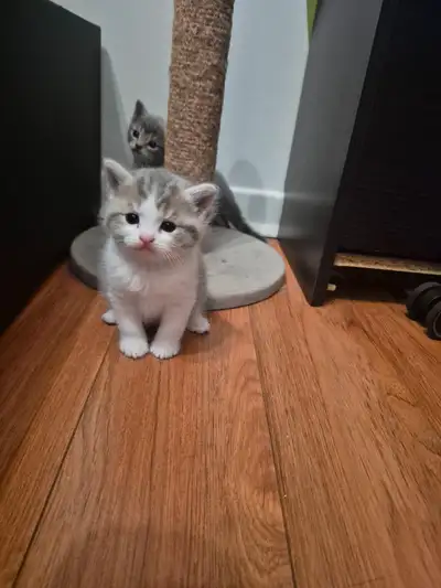Adorable kitten