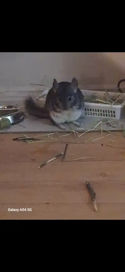 Adult female Chinchillas seeking FOREVER homes, View more