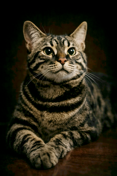 BENGAL X TABBY KITTENS, View more