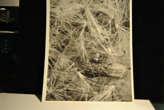 5 Pieces Photo Art Nature . Lot # 4 in Arts & Collectibles in Vancouver - Image 3