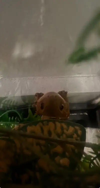 Crested geckos, View more