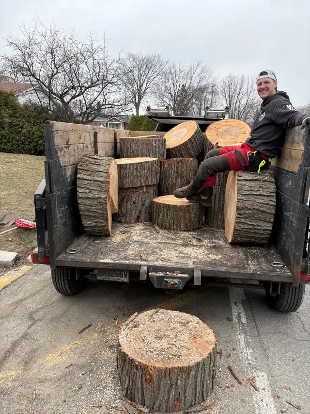 Pruning and Tree Trimming595971078452029446