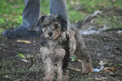 Blue Merle Multi Gen Doodle, View more