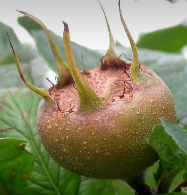 Medlar Heirloom Superfruit tree seeds .Hardy Zone 5 in Plants, Fertilizer & Soil in Oshawa / Durham Region - Image 2