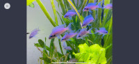 Brichardi Cichlids fish aquarium 