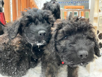 BOUVIER PUPPIES life time health guarantee