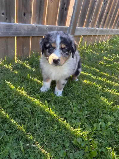 Australian shepherd puppies ready to go, View more