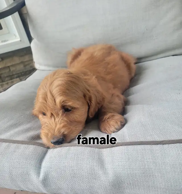 F1b Goldendoodle puppies in Dogs & Puppies for Rehoming in Stratford - Image 5