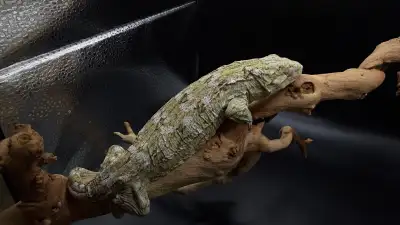  leachie gecko , View more
