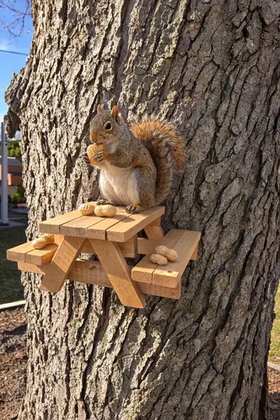  Handmade Squirrel Picnic Table ️ ., View more