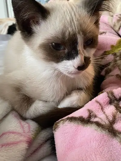 Bicolour Siamese kitten Rare, View more