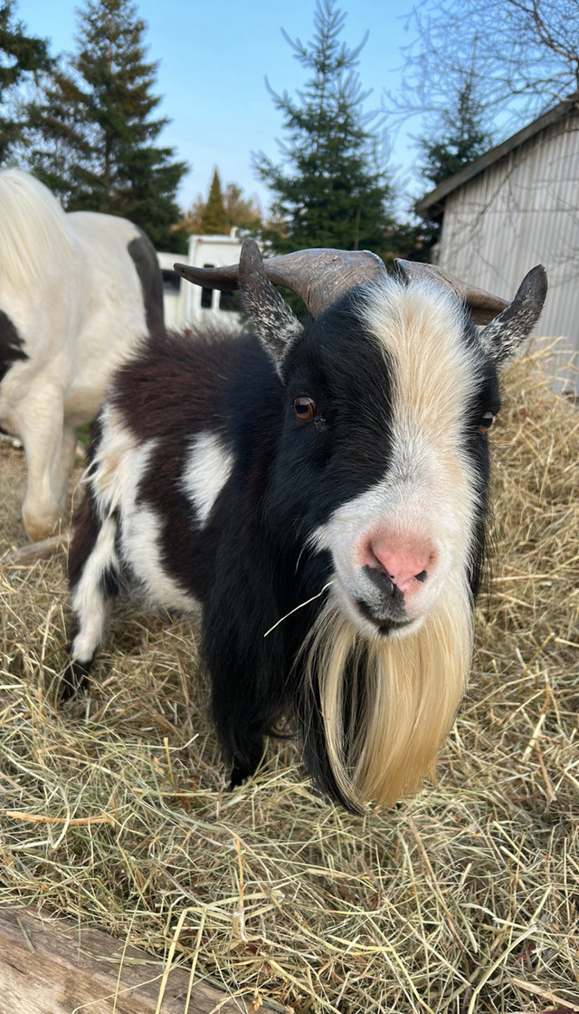 Pet Pygmy Goat  in Livestock in Muskoka