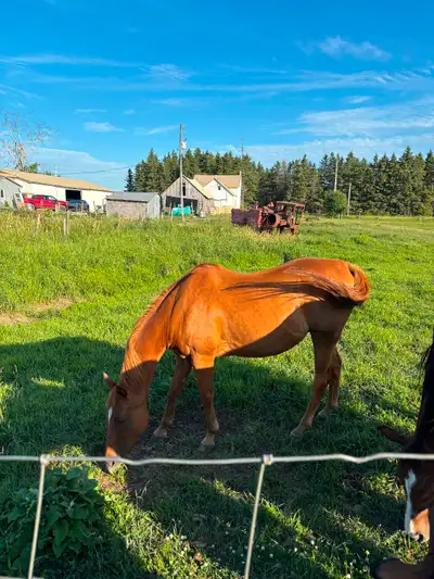 Livestock for sale, pigs, chickens, goat, horses and more., View more
