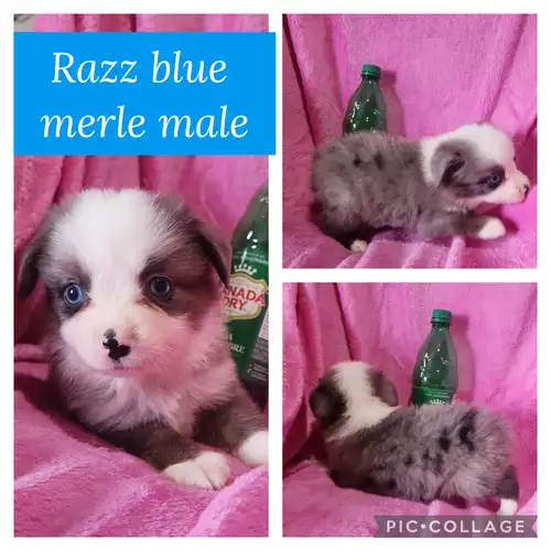 $1000 black tri Tim & Tee $1150 blue merle Razz If you're not familiar with a Toy & Miniature Austra...