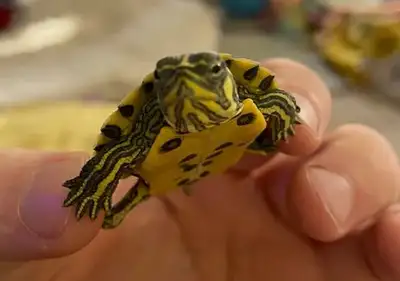 Baby Yellow Bellied Turtle, View more