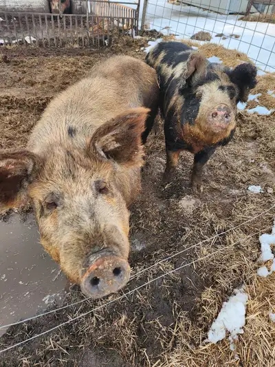 pigs for sale, View more