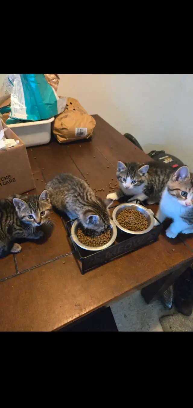 4 kittens 8 week old born march 10 in Cats & Kittens for Rehoming in Moncton - Image 5
