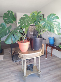 2 Large Monstera plants and Elegant stand