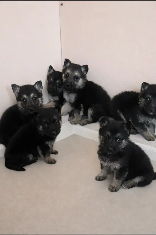  German Shepherd Puppies FOR SALE  in Dogs & Puppies for Rehoming in Kitchener / Waterloo - Image 3