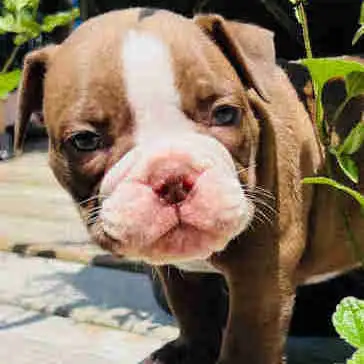 Male Bulldog puppy, View more