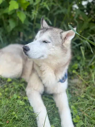 Husky Dog, View more