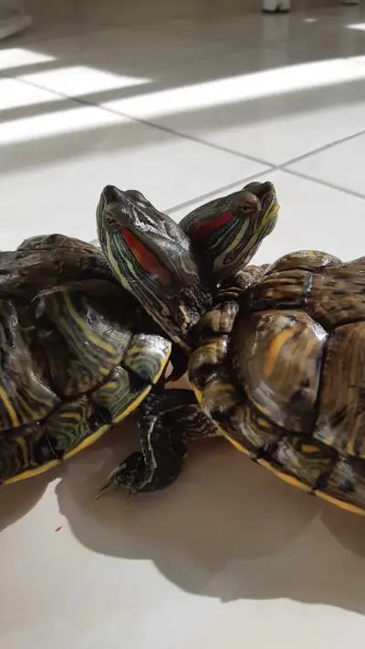 Turtle(s) to Rehome, View more