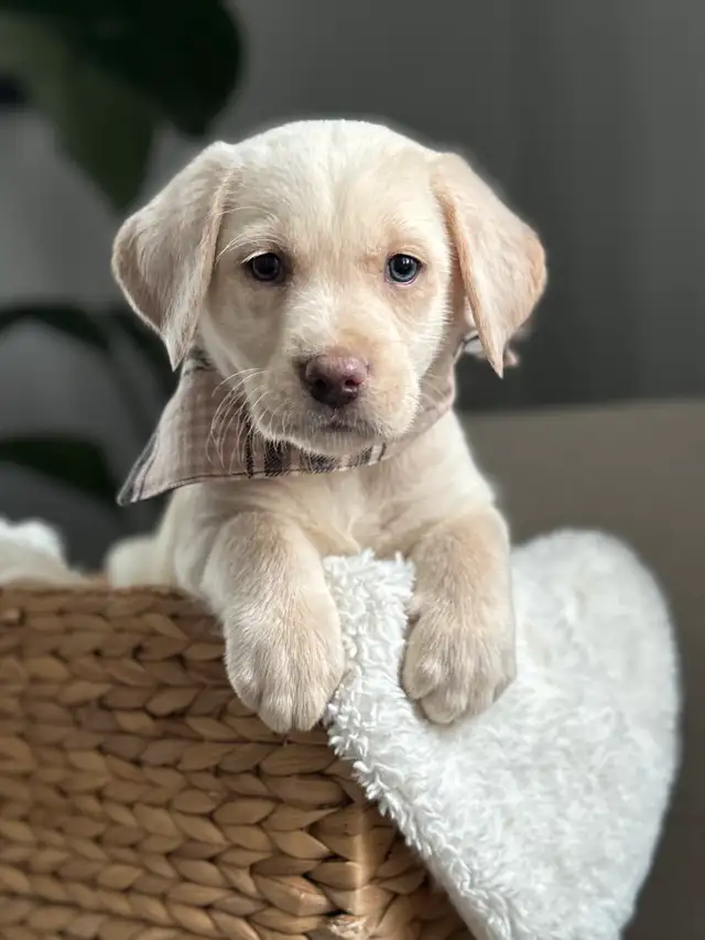 Charcoal & Champagne Purebred Lab Puppies! in Dogs & Puppies for Rehoming in Hamilton - Image 4