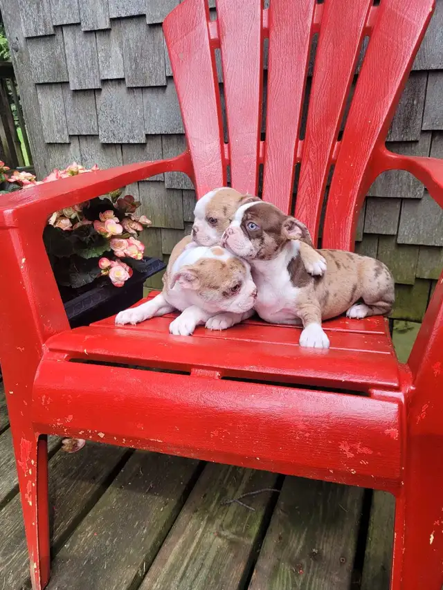 Boston terrier puppies  in Dogs & Puppies for Rehoming in Stratford - Image 3