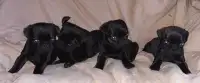 Pug Puppies 
