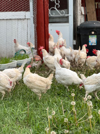 Wanted: Laying hens of any kind! 