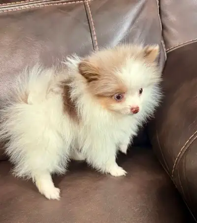 Tiny Pomeranians, View more