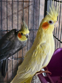 Cockatiels Pairs (proven) with Cages and Accessories