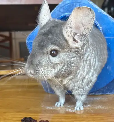 Female Chinchilla, View more