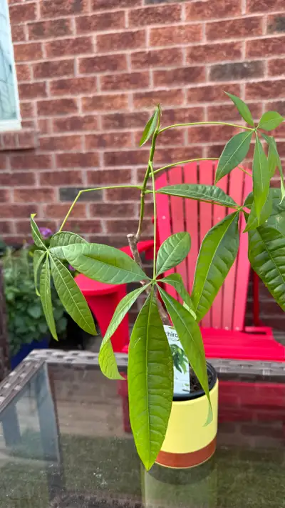 Money tree for 5$
