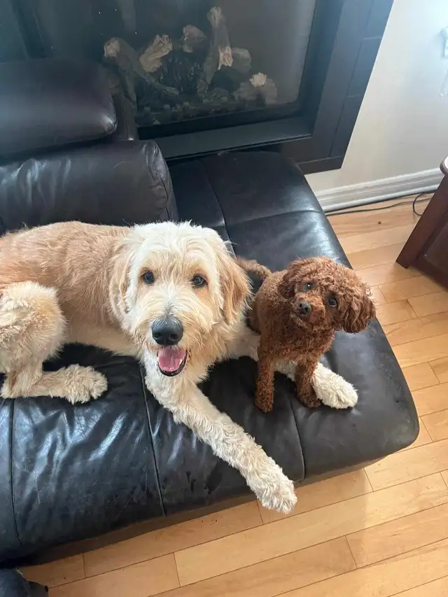 2 Dogs / Pets for Sale. Golden Doodle and Toy poodle in Dogs & Puppies for Rehoming in Ottawa - Image 6