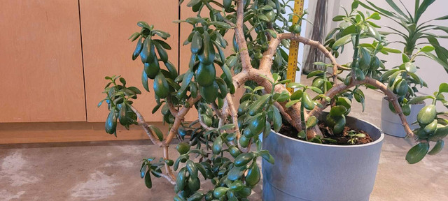 XL 2.5 ft x 3.5 ft wide Jade plant in beautiful 9" grey pot IKEA in Other in City of Halifax - Image 2