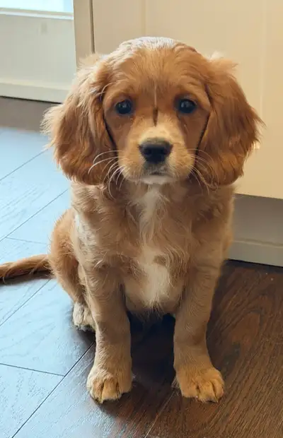 F1 Goldendoodle puppies, dad is Miniature Golden doodle and Mom is a King Charles Cavalier They are...