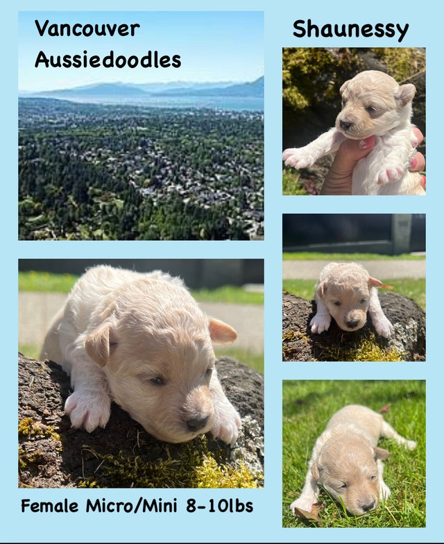 Aussiedoodles Micro/Mini Dogs & Puppies for Rehoming Vancouver Kijiji