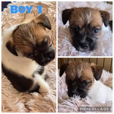 Jack Russell X Shih tzu puppies!, View more