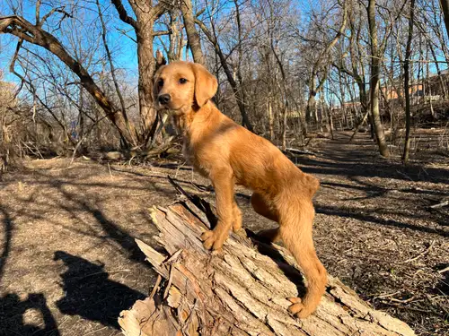 Bella is looking for her forever home. Her owner cannot keep her due to circumstances beyond his con...